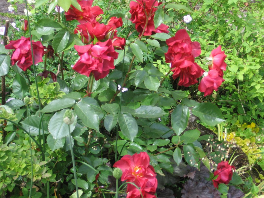 Roses for bees — BBC Gardeners' World Magazine