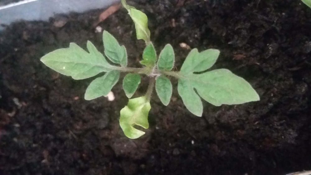 Why are my plant leaves looking yellow and wilting — BBC Gardeners