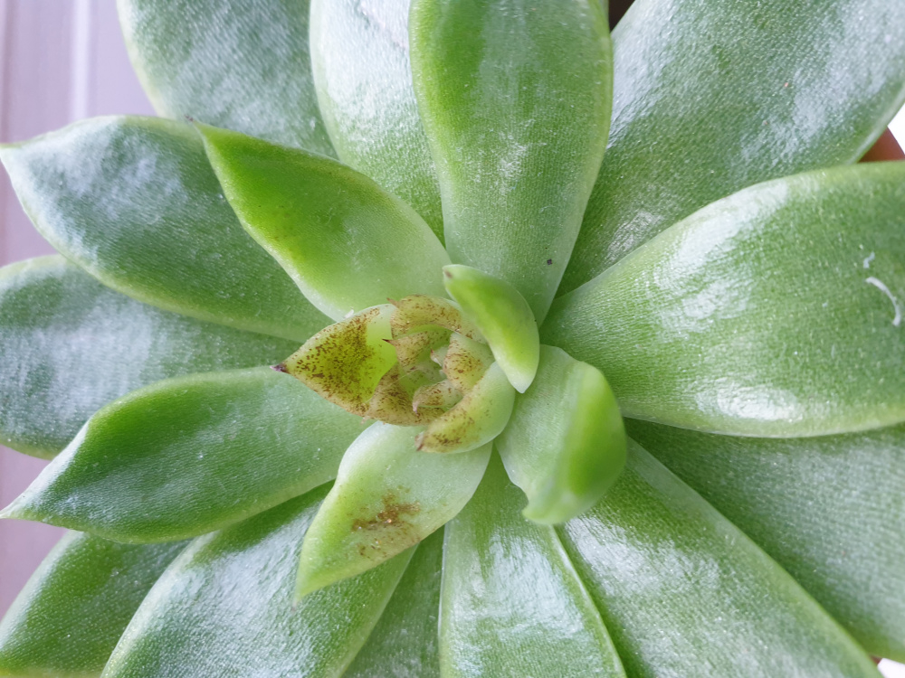 Echeveria brown dots — BBC Gardeners' World Magazine