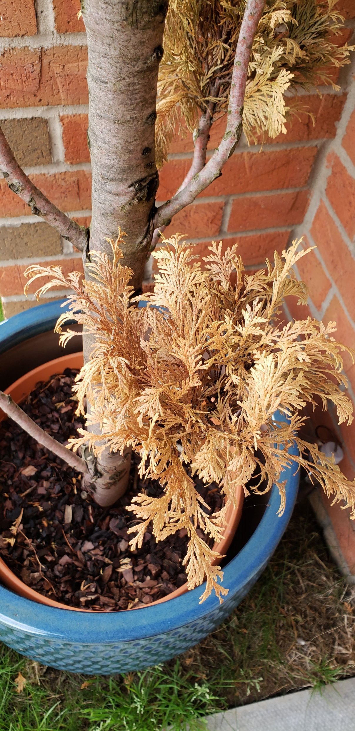 My conifer is dying. Please help. — BBC Gardeners' World Magazine