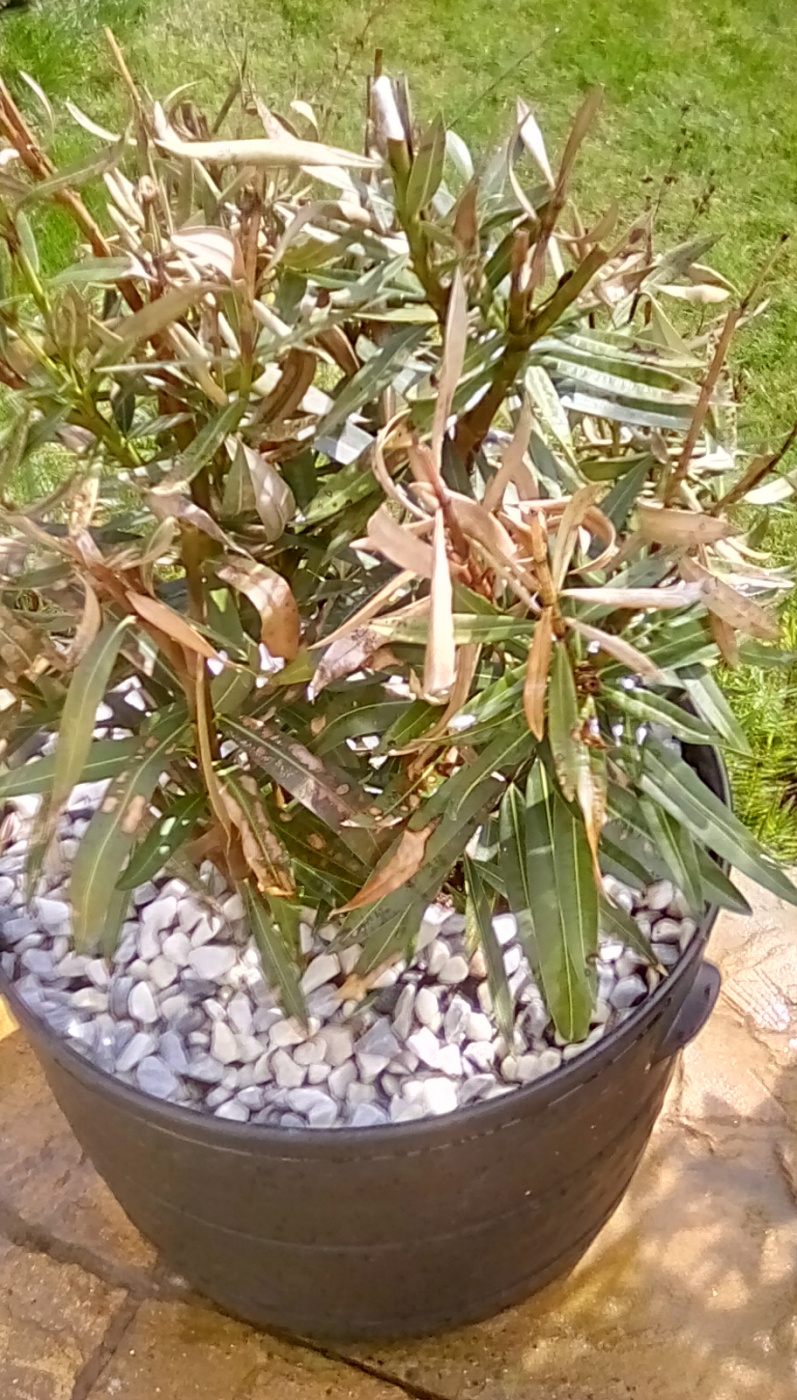 Oleander plant — BBC Gardeners' World Magazine
