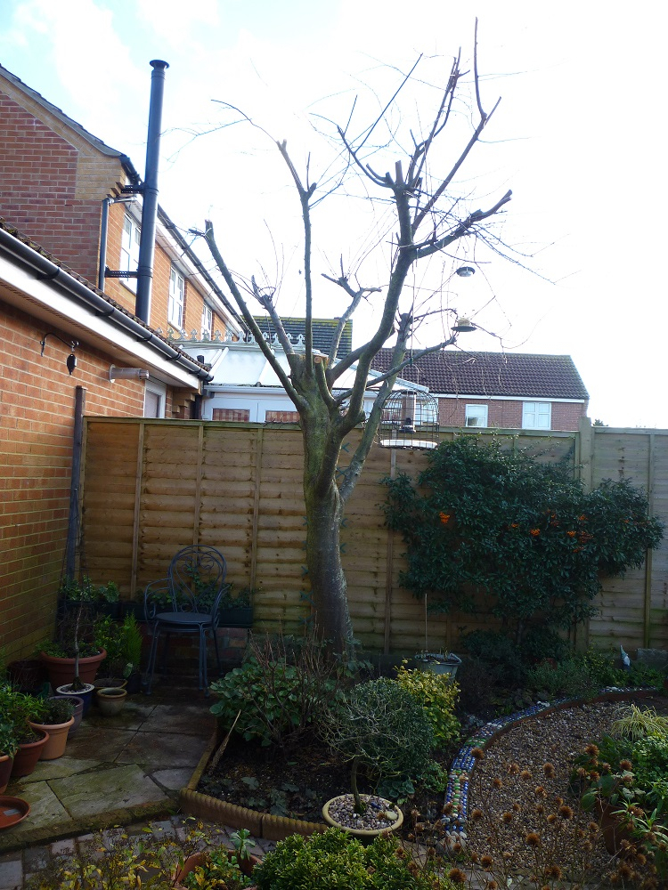 Pruning / cutting back flowering cherry — BBC Gardeners' World Magazine