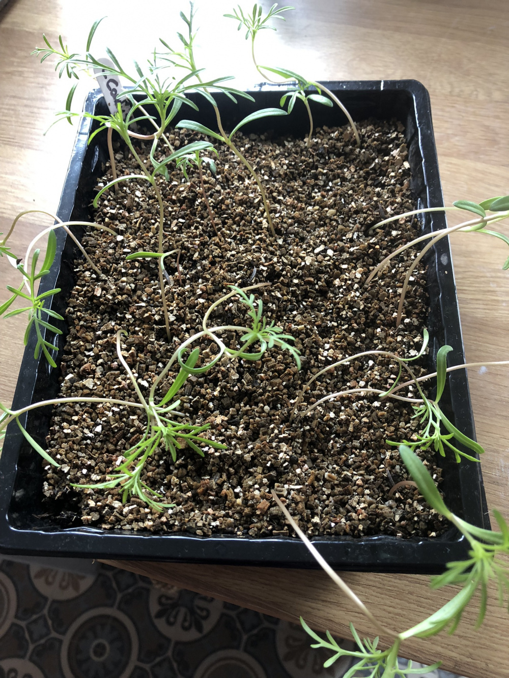 Cosmos seedlings gone leggy — BBC Gardeners' World Magazine