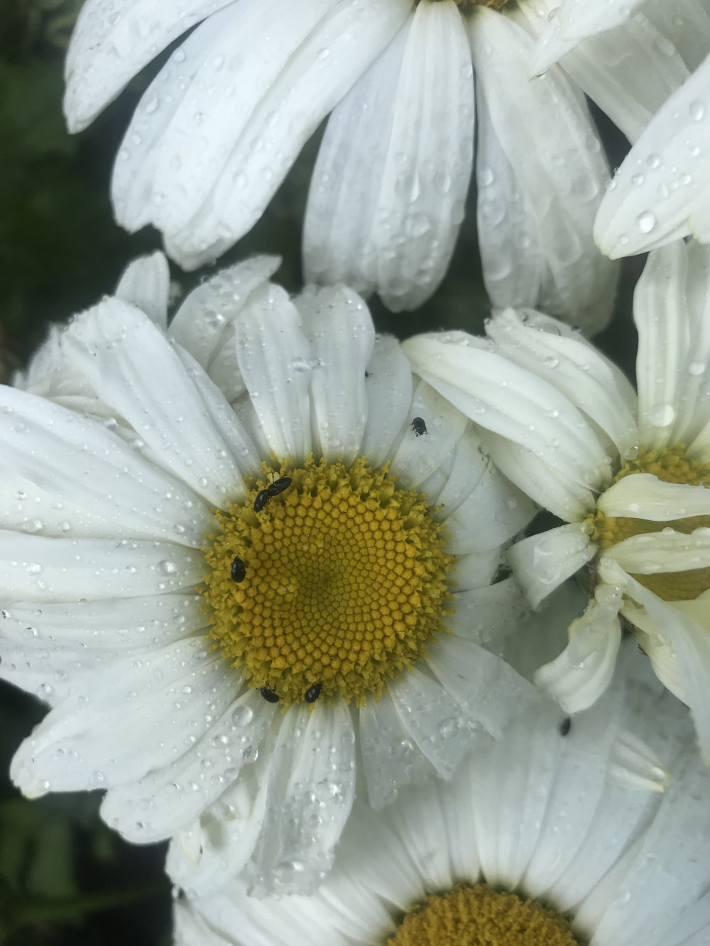 Shasta Daisy Problem Pests!! — BBC Gardeners' World Magazine