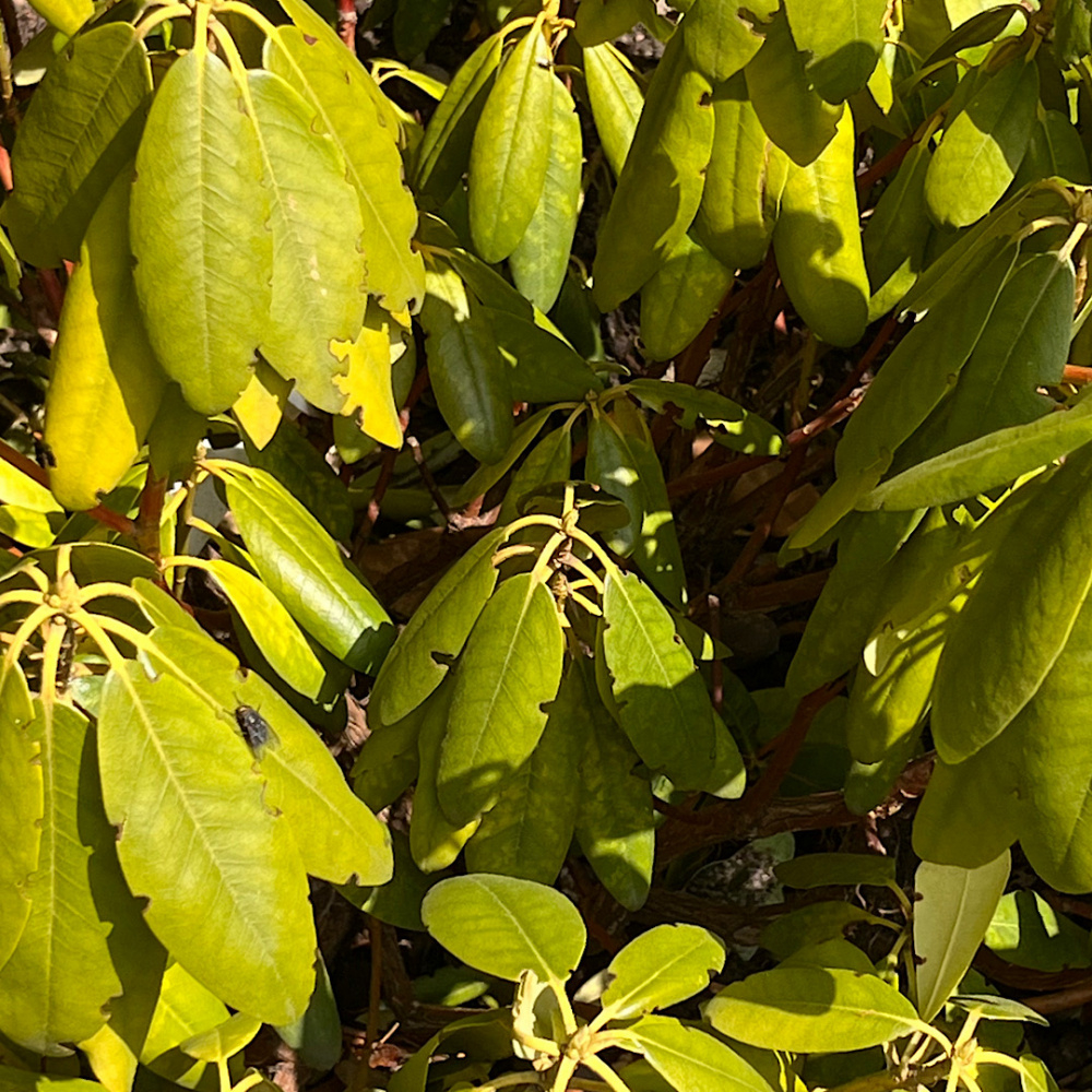 Rhododendron recently planted drooping leaves. — BBC Gardeners' World