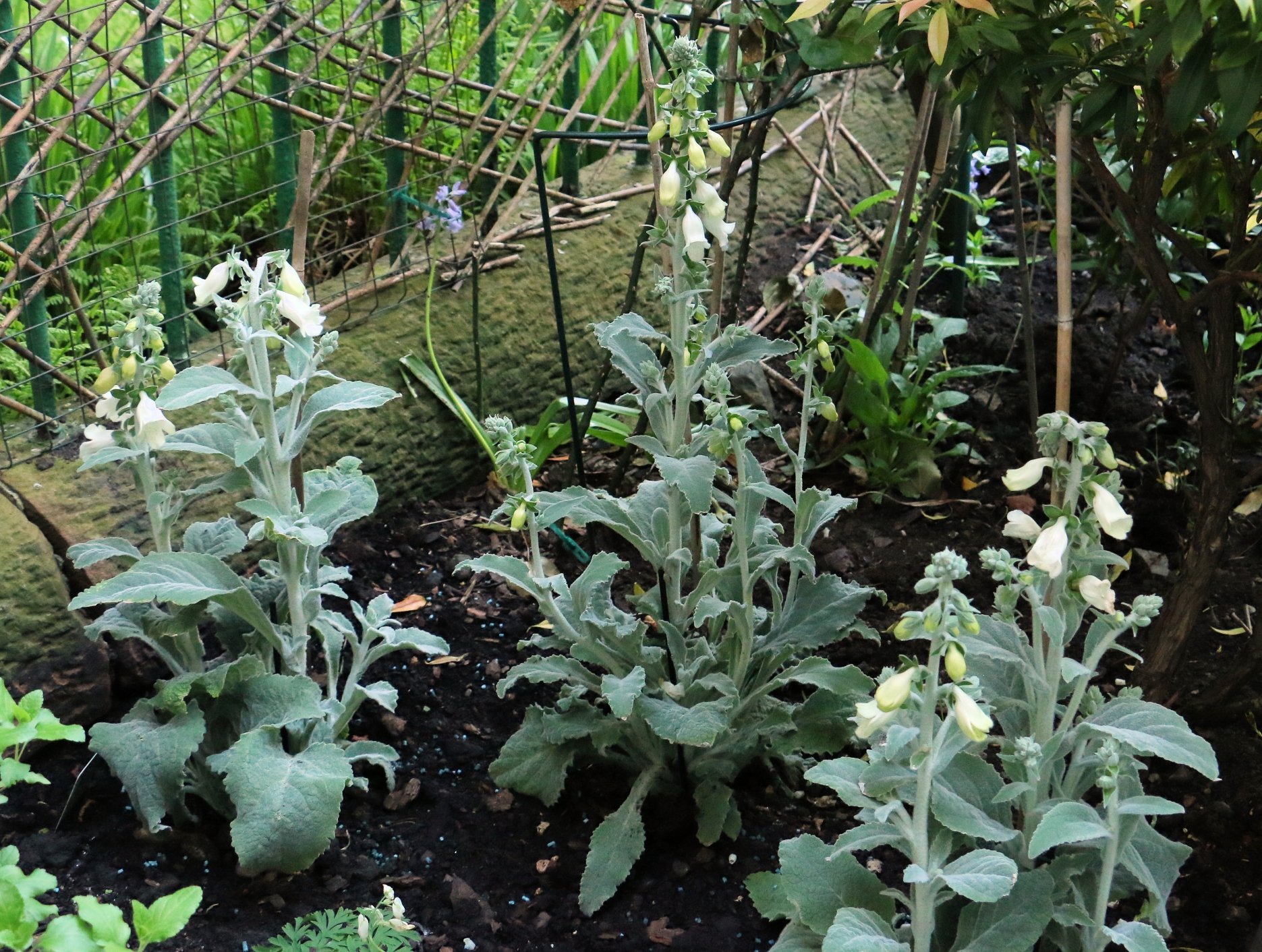 Digitalis (foxglove) ICE QUEEN — BBC Gardeners' World Magazine