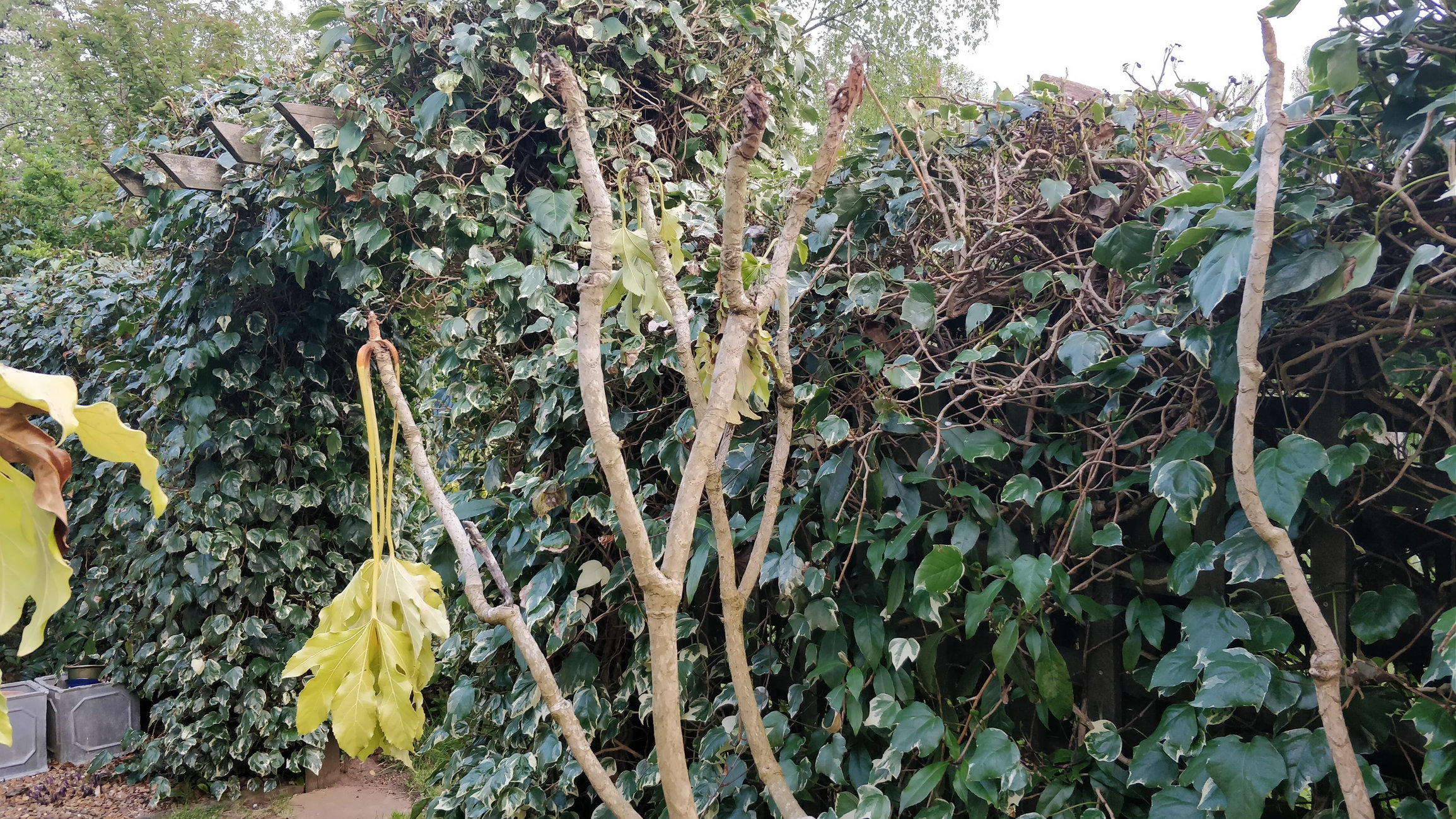 Ivy and surrounding plants dying back with black tips on new growth