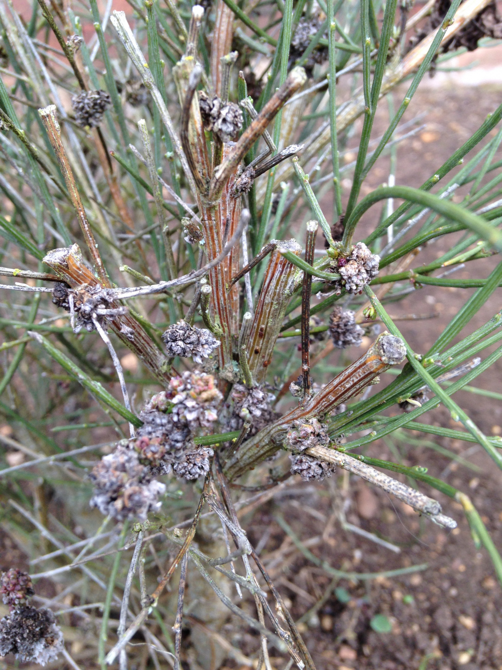 Should I be pruning my 'Moonlight' Pale Yellow Scotch Broom now? — BBC