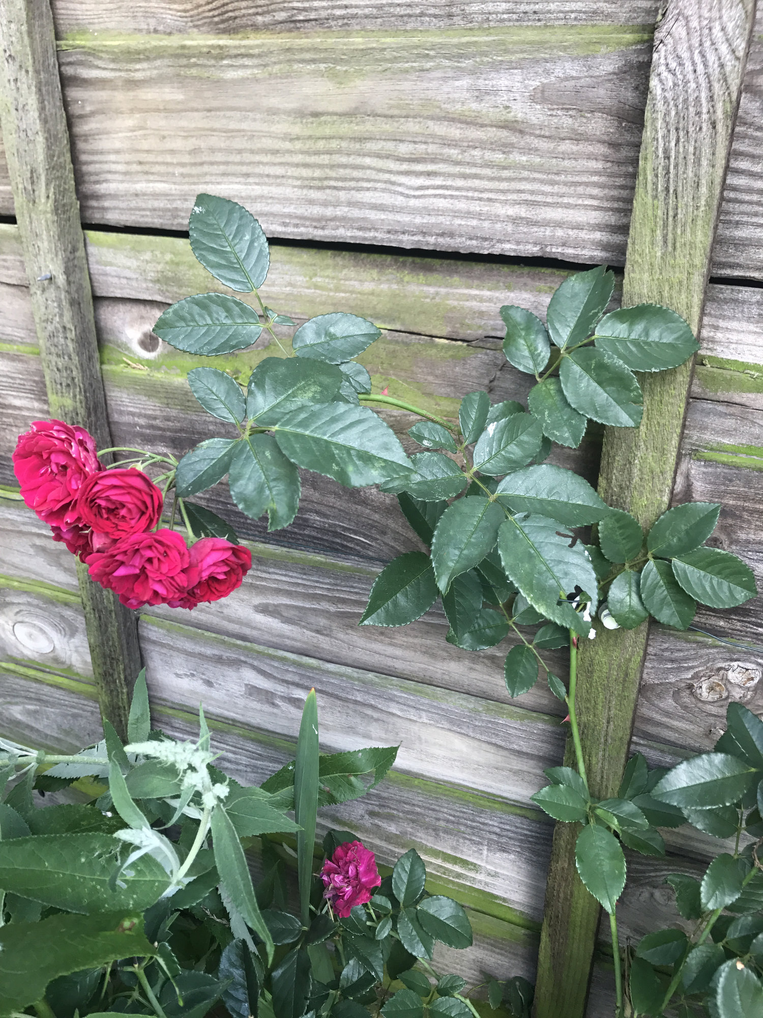 Drooping Rose Page 3 — BBC Gardeners' World Magazine
