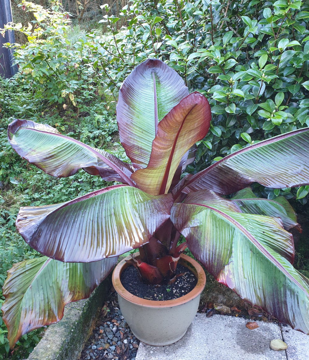 Banana Plant Winter Care Cornwall — BBC Gardeners' World Magazine