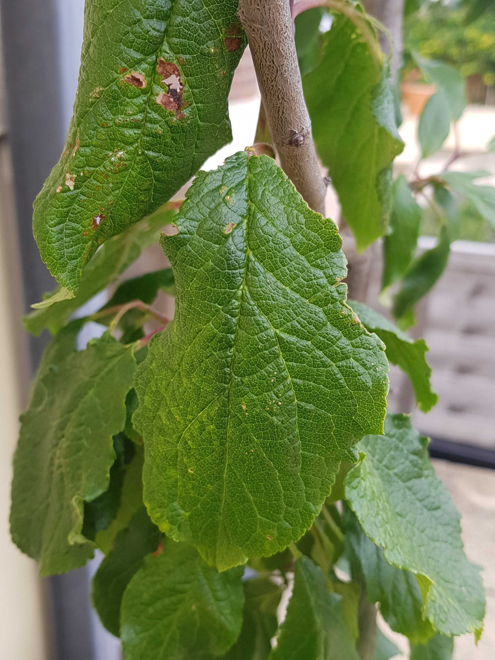 Plum tree pests eating the leaves — BBC Gardeners' World Magazine