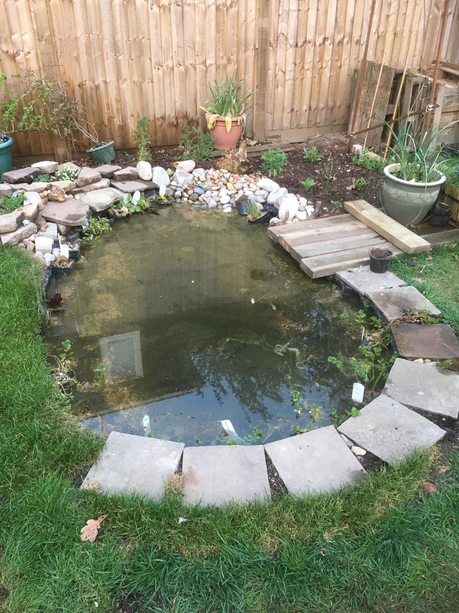 Pond looks 'dusty'... — BBC Gardeners' World Magazine