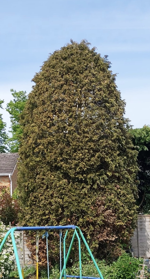 My big conifer is dying — BBC Gardeners' World Magazine