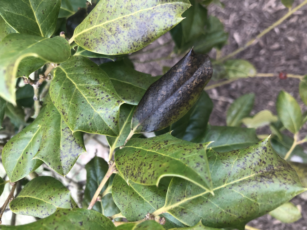 Brown spotted and brown leaves on Holly Tree — BBC Gardeners' World