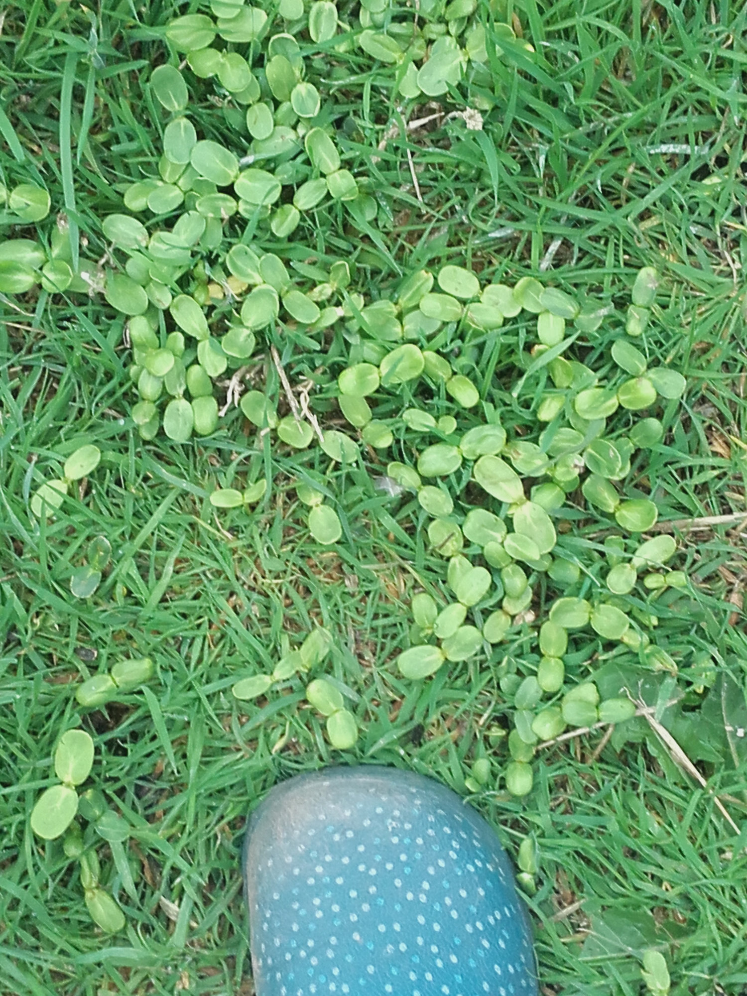 ID from bird seed please! — BBC Gardeners' World Magazine