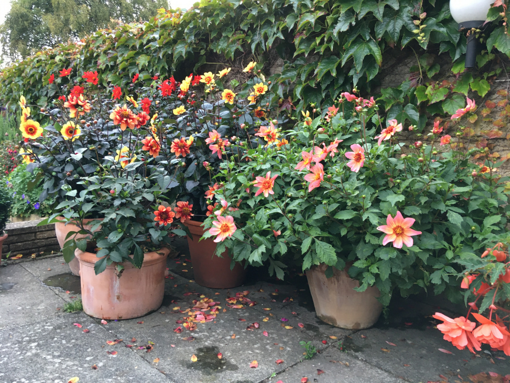 Growing Dahlias In Pots Page 2 — BBC Gardeners' World