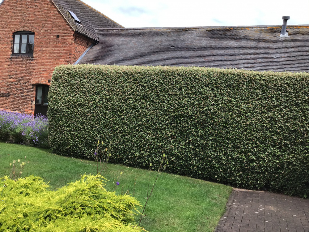 Help with cutting back cotoneaster franchetii hedge — BBC Gardeners