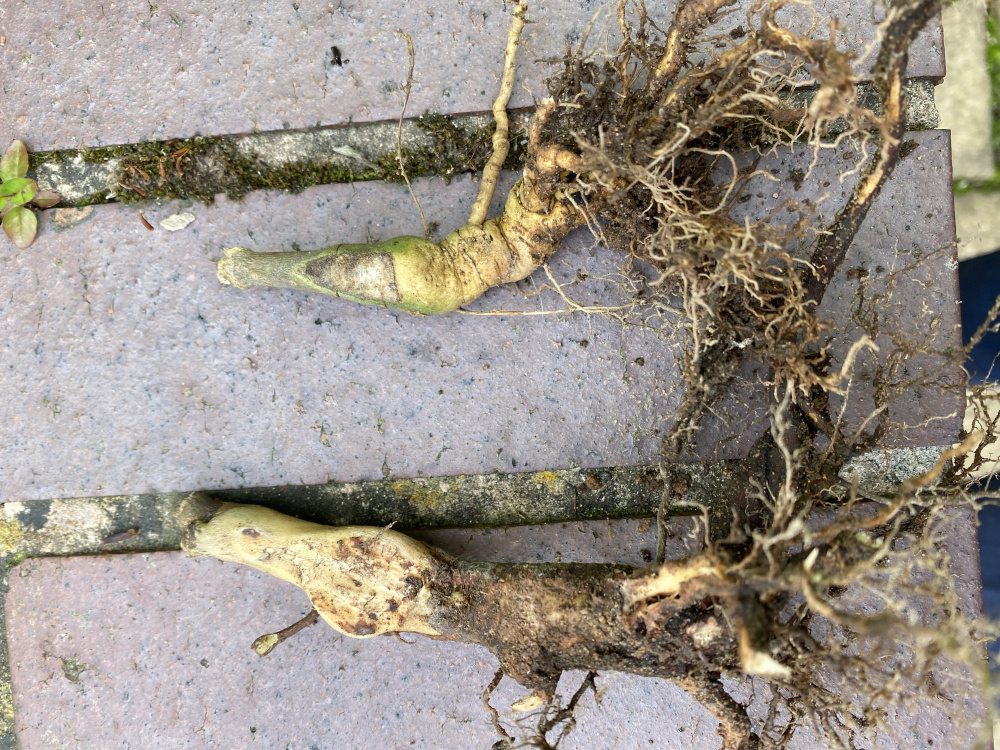 Are these ash roots? — BBC Gardeners' World Magazine