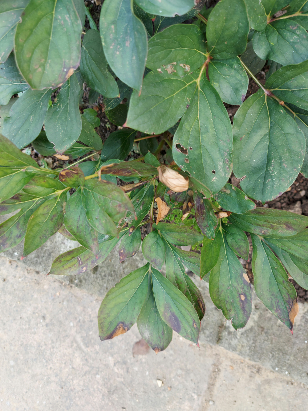 Dying Peony? — BBC Gardeners' World Magazine