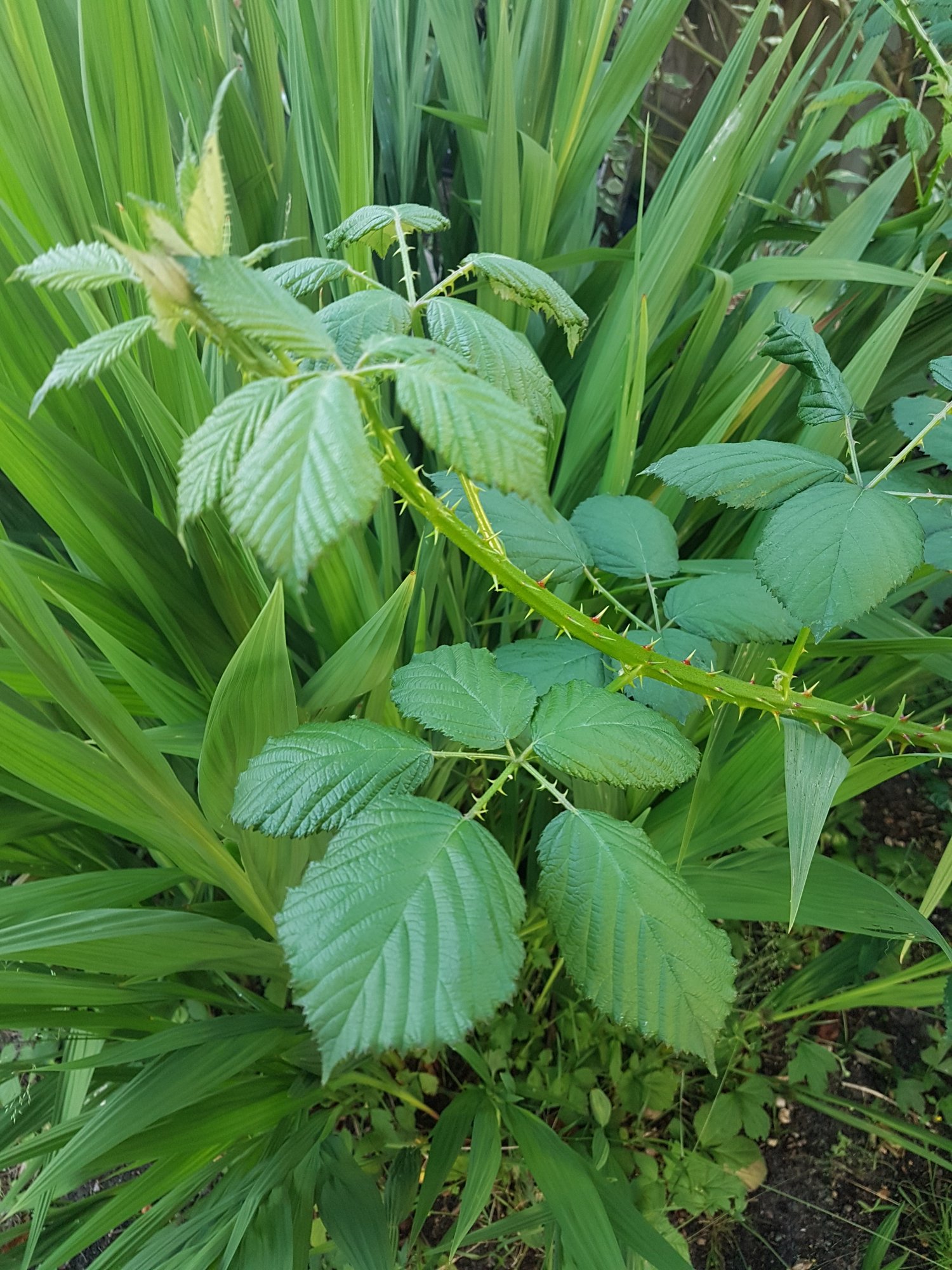 Bramble? — BBC Gardeners' World Magazine