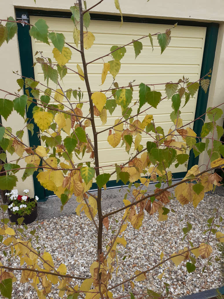 Birch Tree Turning Yellow — BBC Gardeners' World Magazine