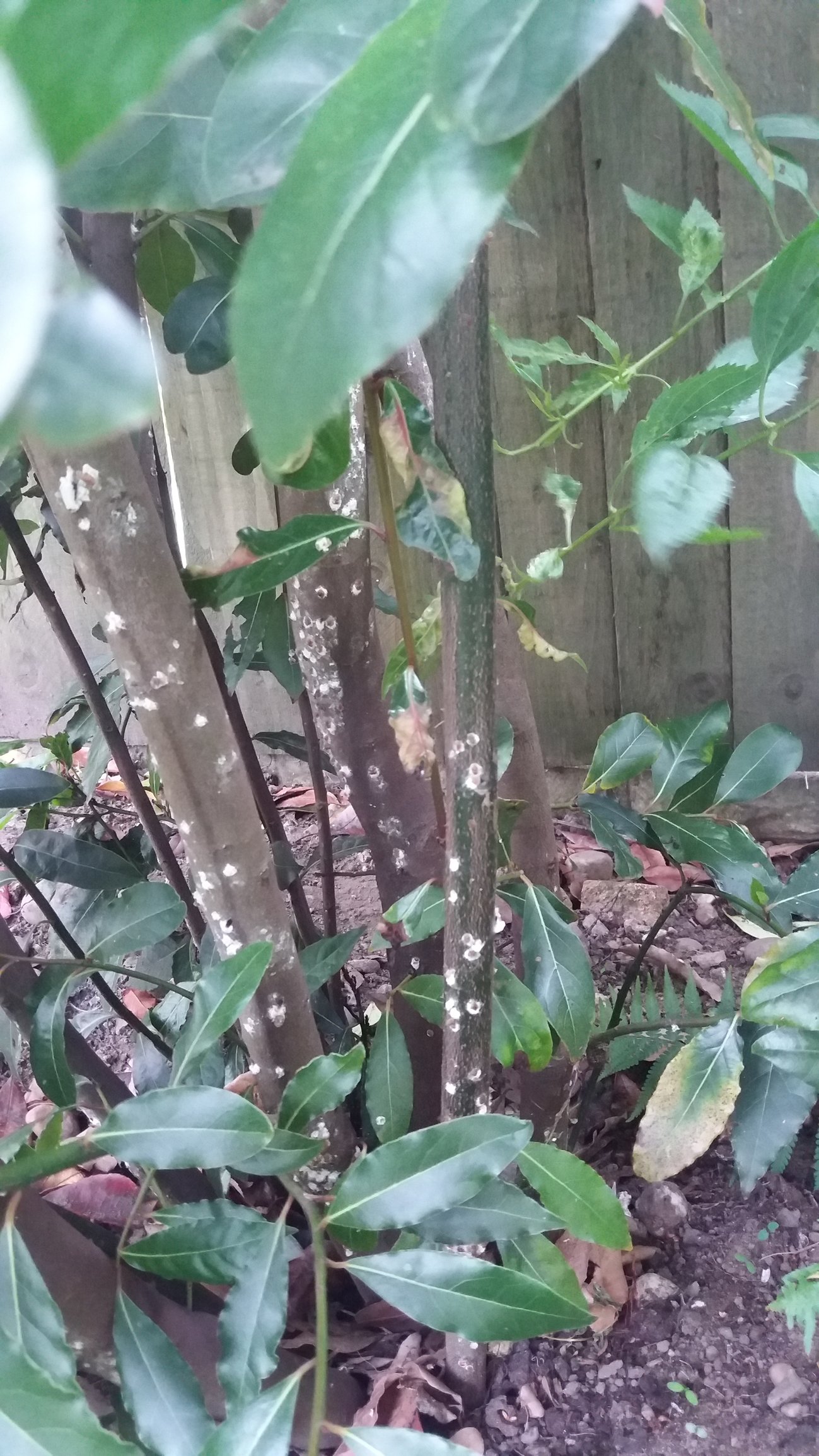 Bay Tree Mould/Fungus? — BBC Gardeners' World Magazine