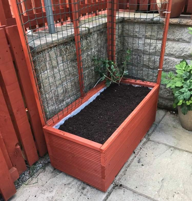 Honeysuckle best compost for potted plant Page 2 — BBC Gardeners