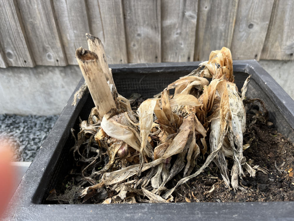 Help is my Agapanthus dead — BBC Gardeners' World Magazine