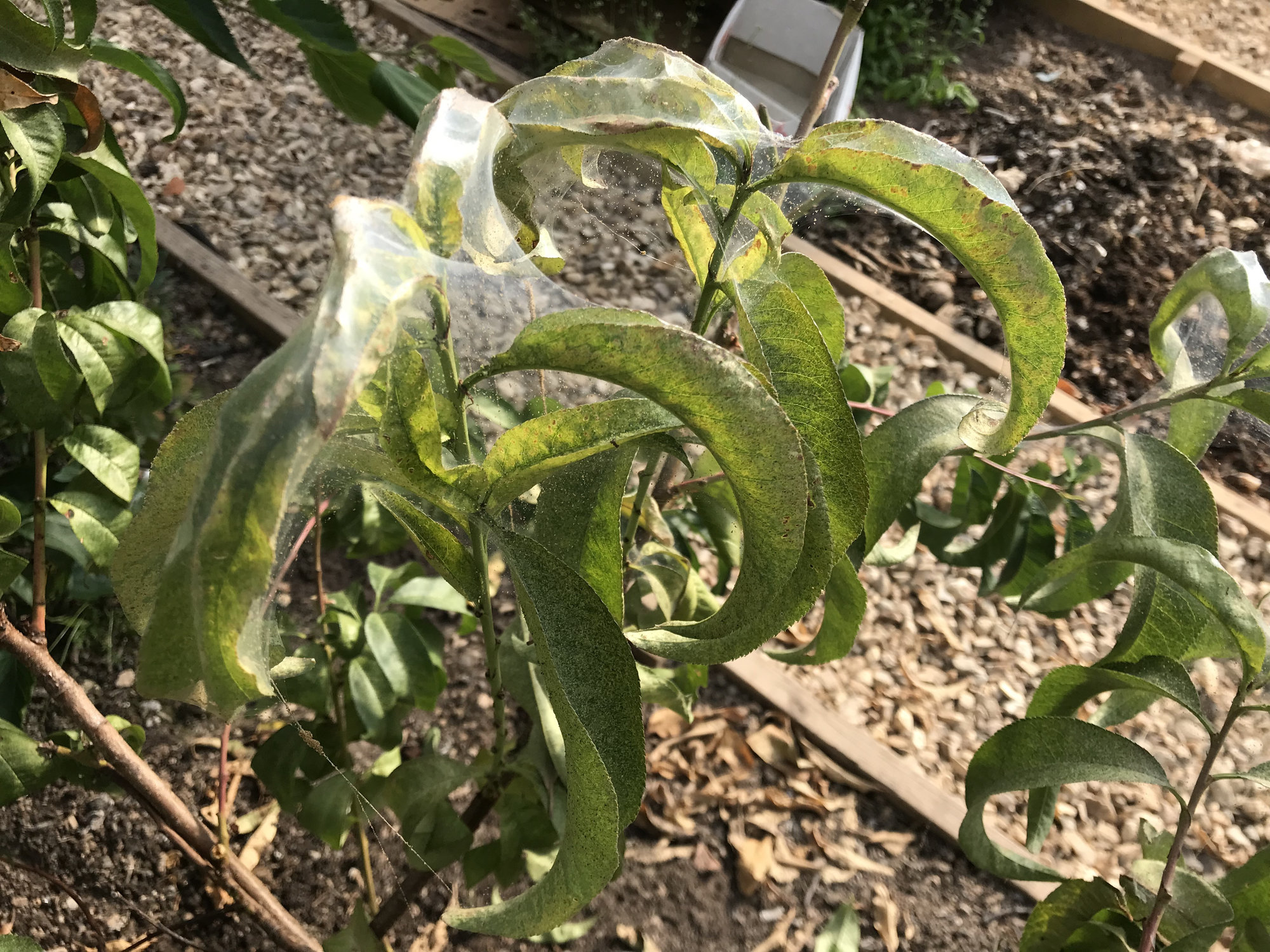 Help! Nectarine tree is being covered in strange webs — BBC Gardeners