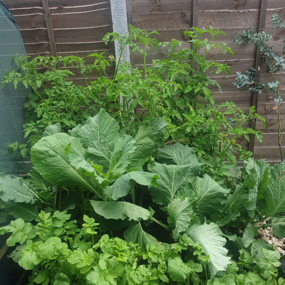 Can you plant Tomatoes and broccoli together — BBC Gardeners' World