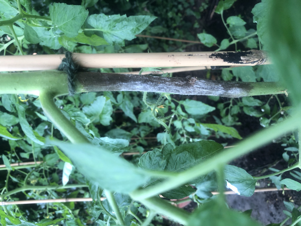 Blackening tomato stems — BBC Gardeners' World Magazine