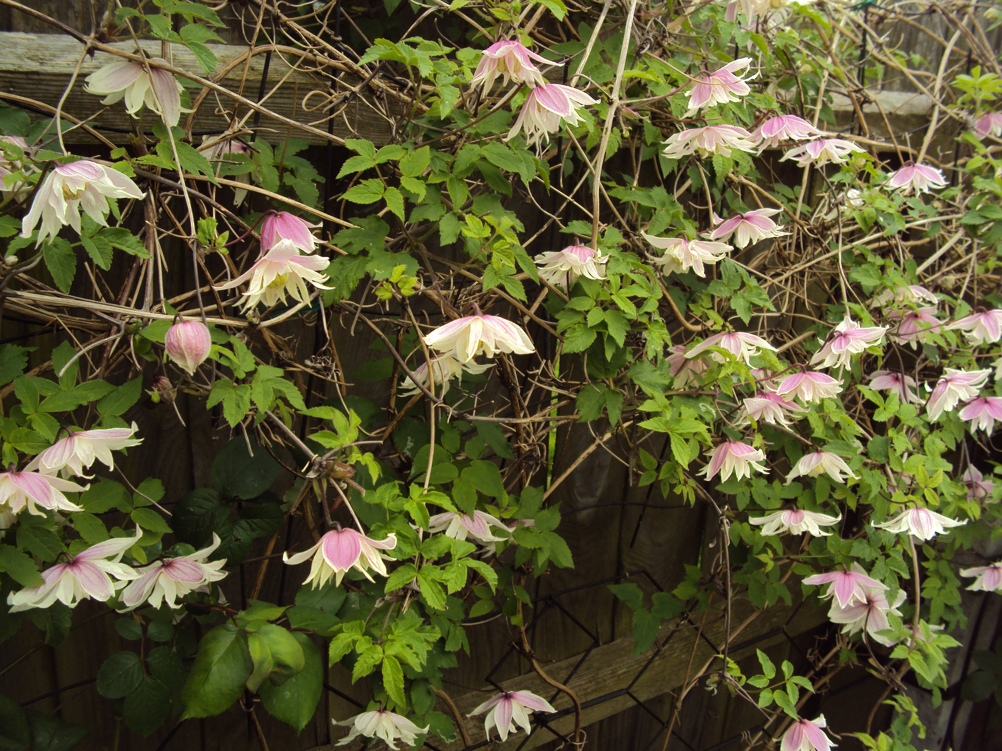 Are my clematis dead?? Page 2 — BBC Gardeners' World Magazine