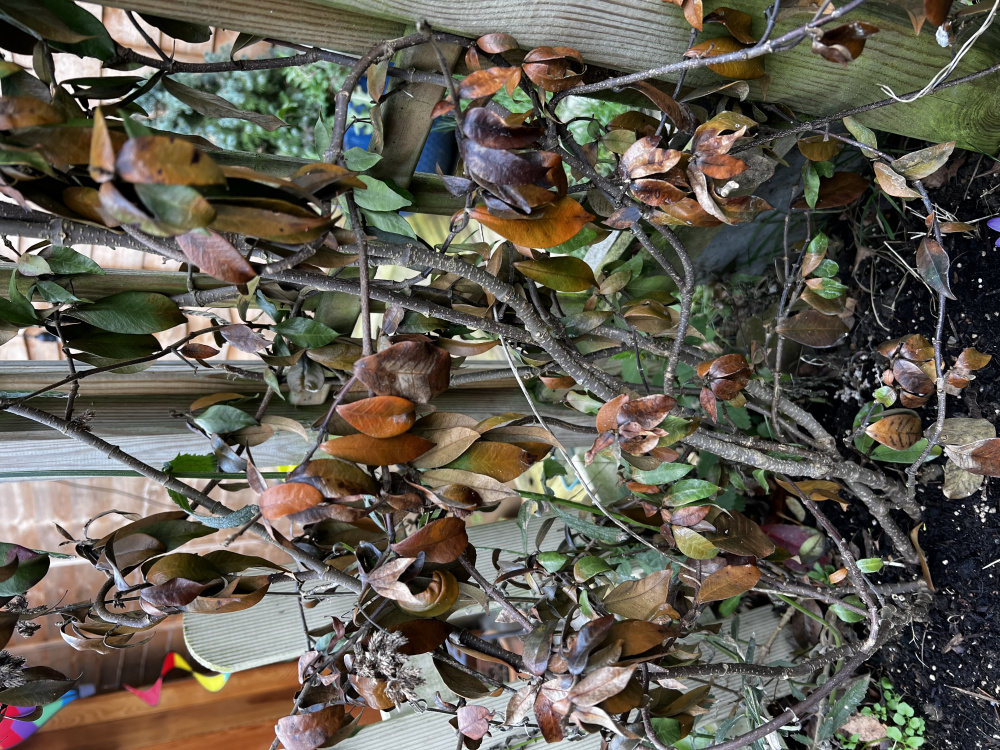 Star jasmine turning brown — BBC Gardeners' World Magazine