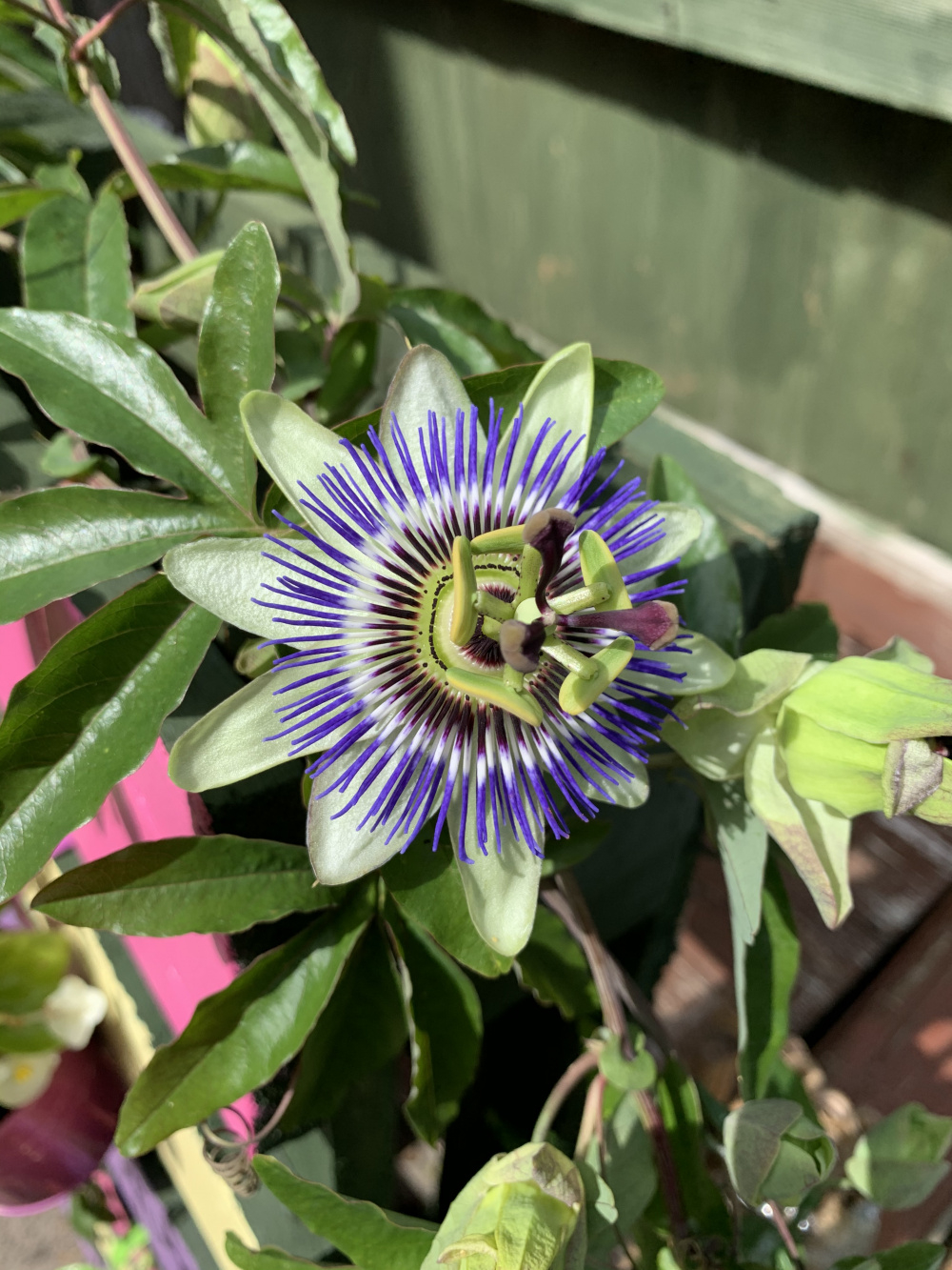 Help! Passion flower is dying — BBC Gardeners' World Magazine