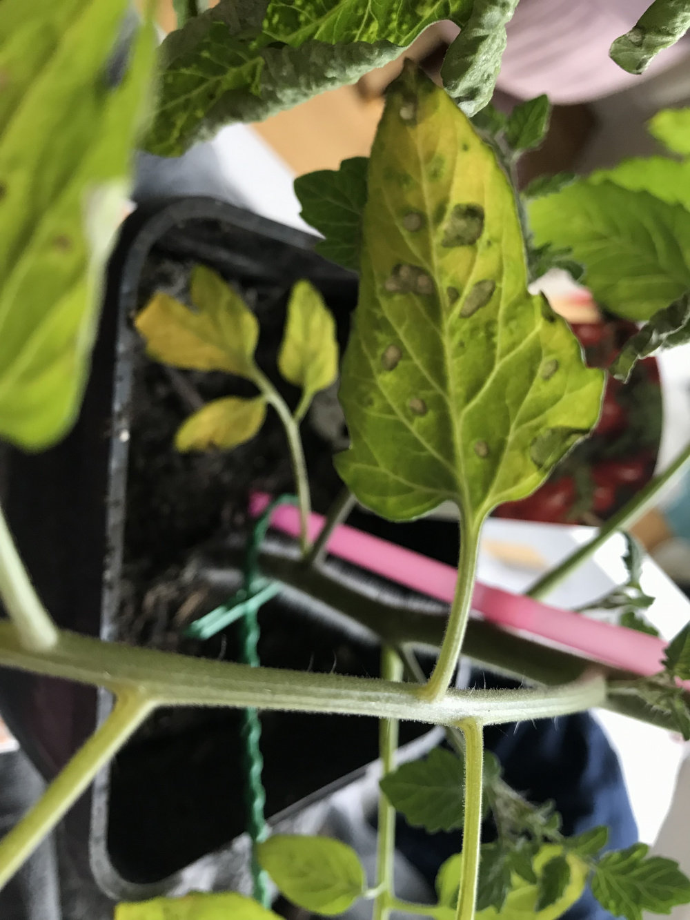 Tomato plant issue — BBC Gardeners� World Magazine