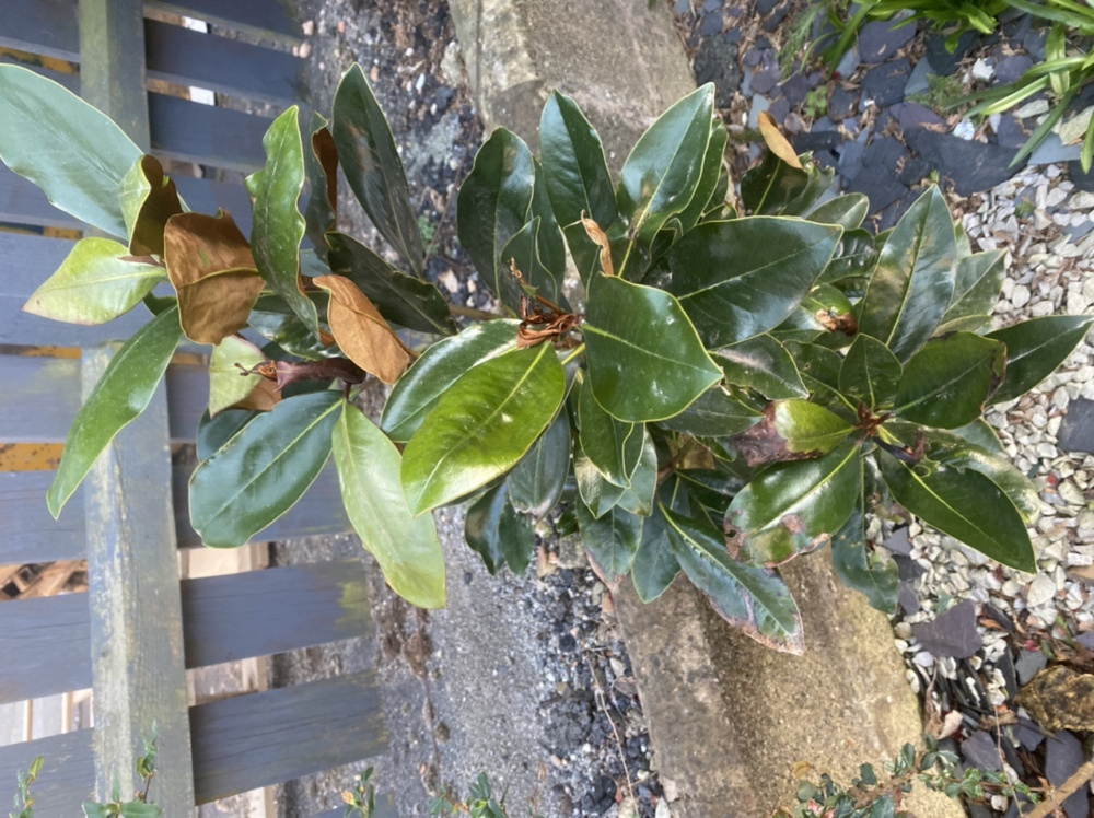 Magnolia leaves black — BBC Gardeners' World Magazine