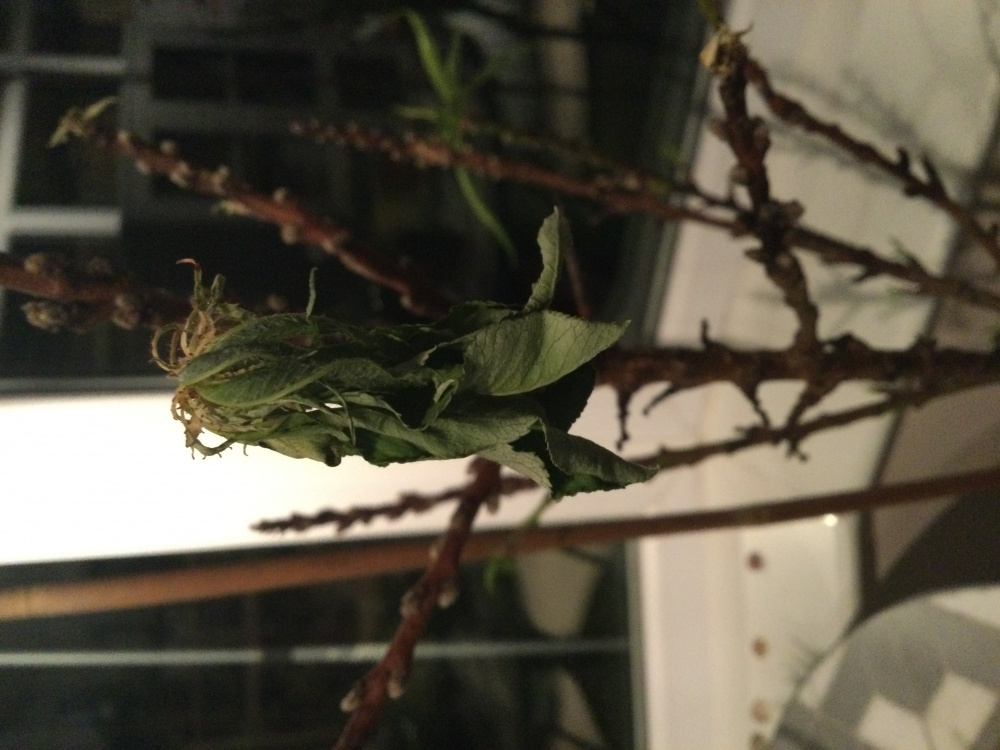 Nectarine tree problem — BBC Gardeners' World Magazine