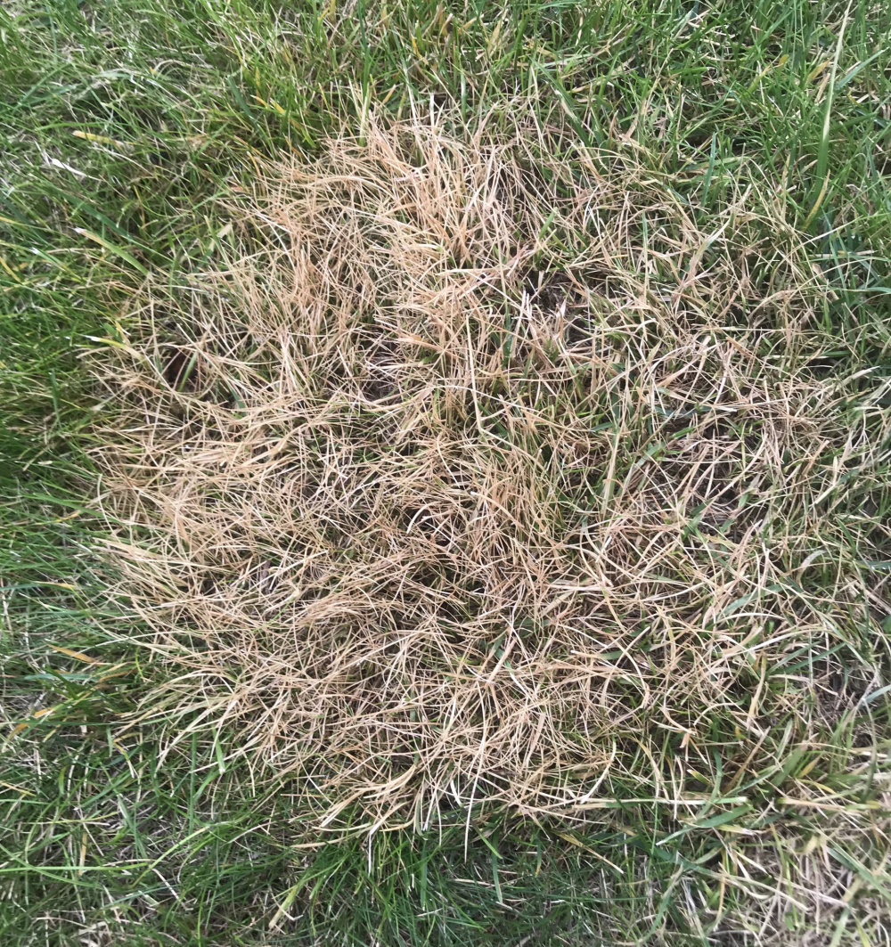 Help how to revive chemical burned lawn! — BBC Gardeners' World Magazine