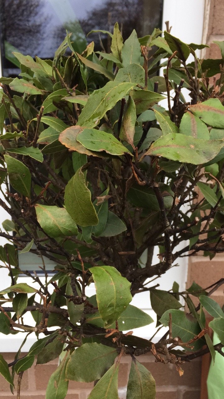 Bay Tree — BBC Gardeners' World Magazine