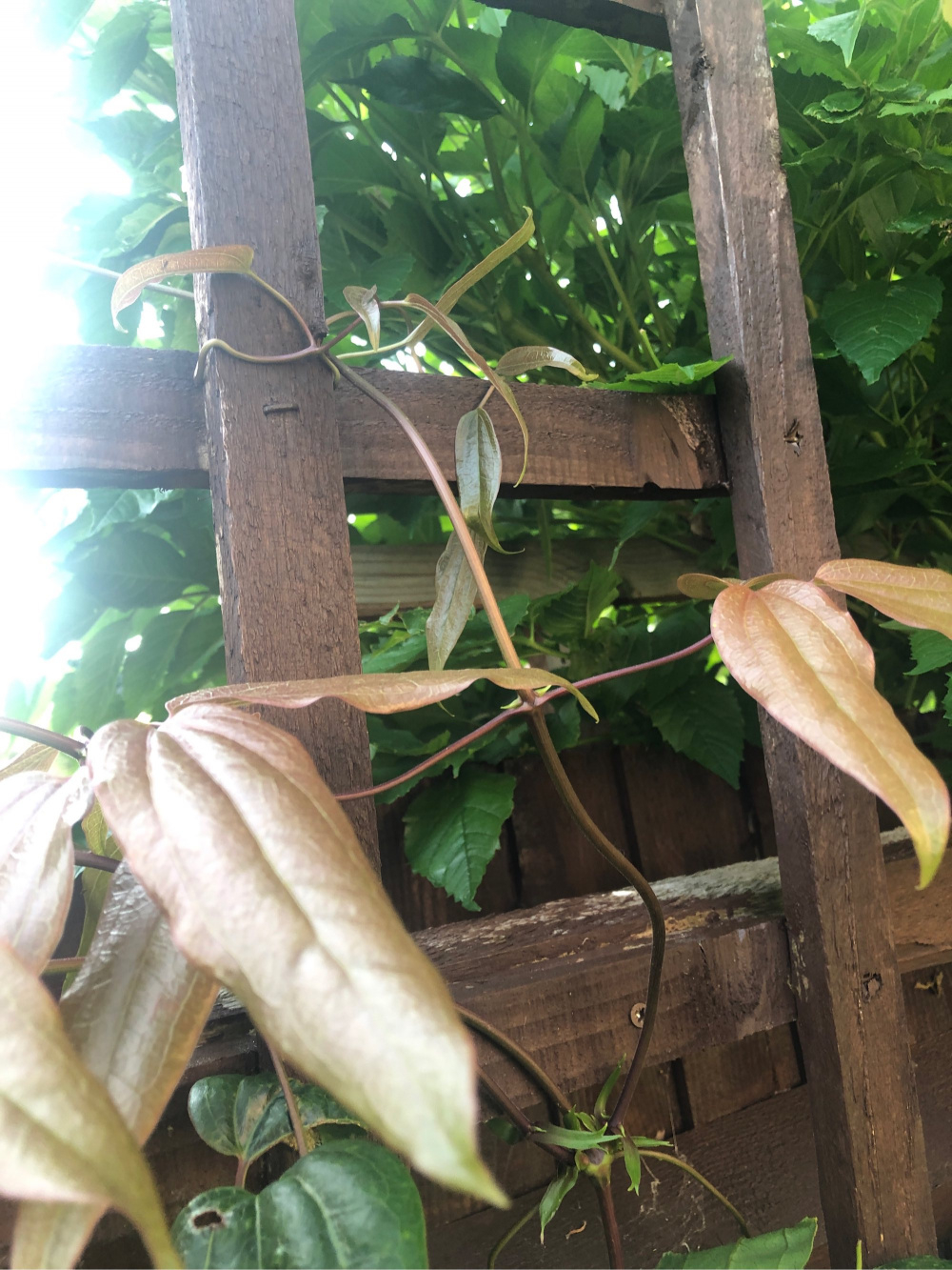 Jasmine climber — BBC Gardeners' World Magazine