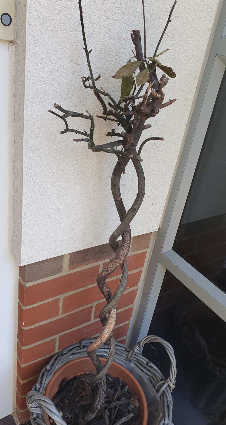 Bay Tree Dead or Alive? — BBC Gardeners' World Magazine