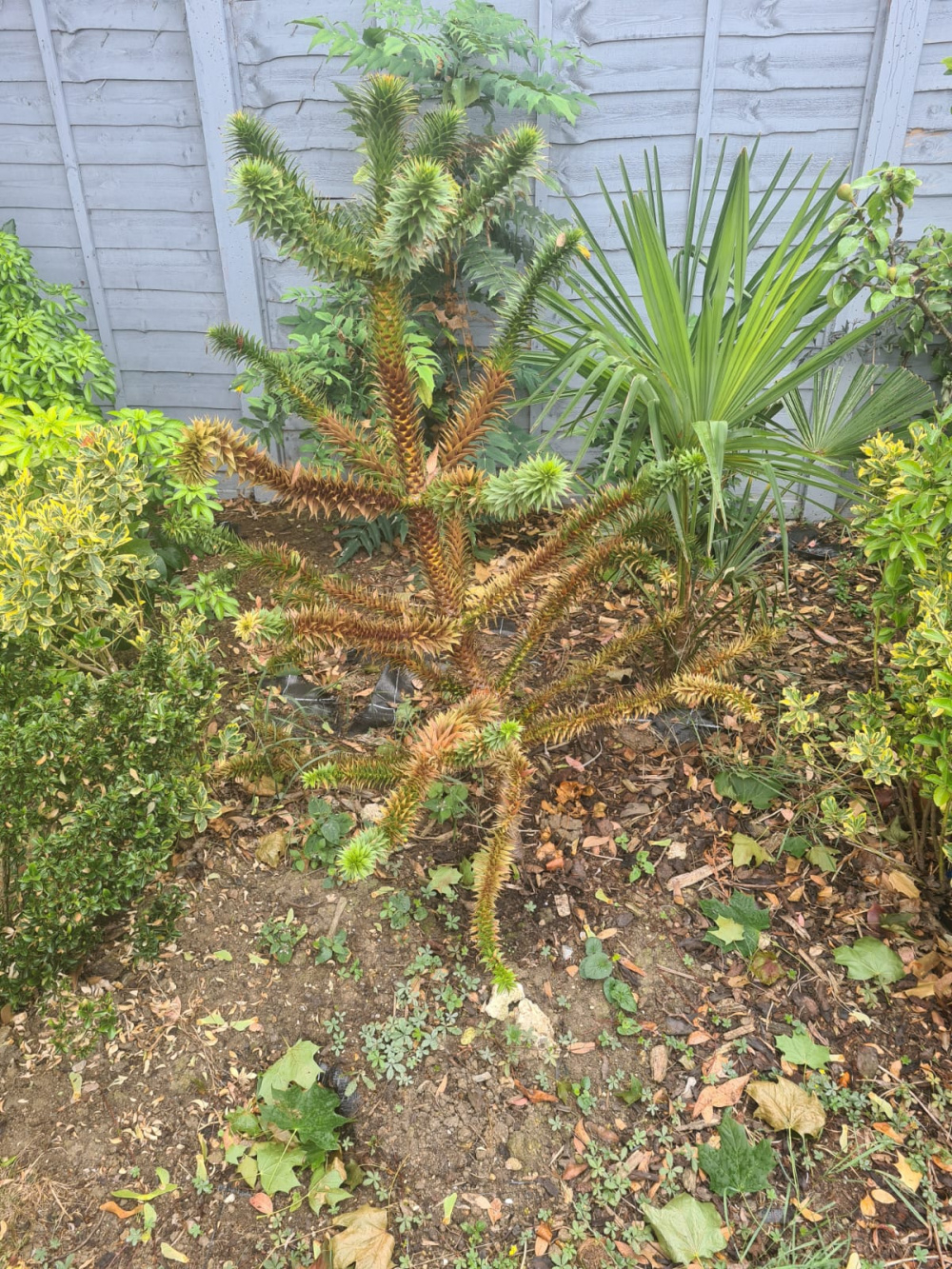 Any saving my poor monkey puzzle tree? — BBC Gardeners' World Magazine