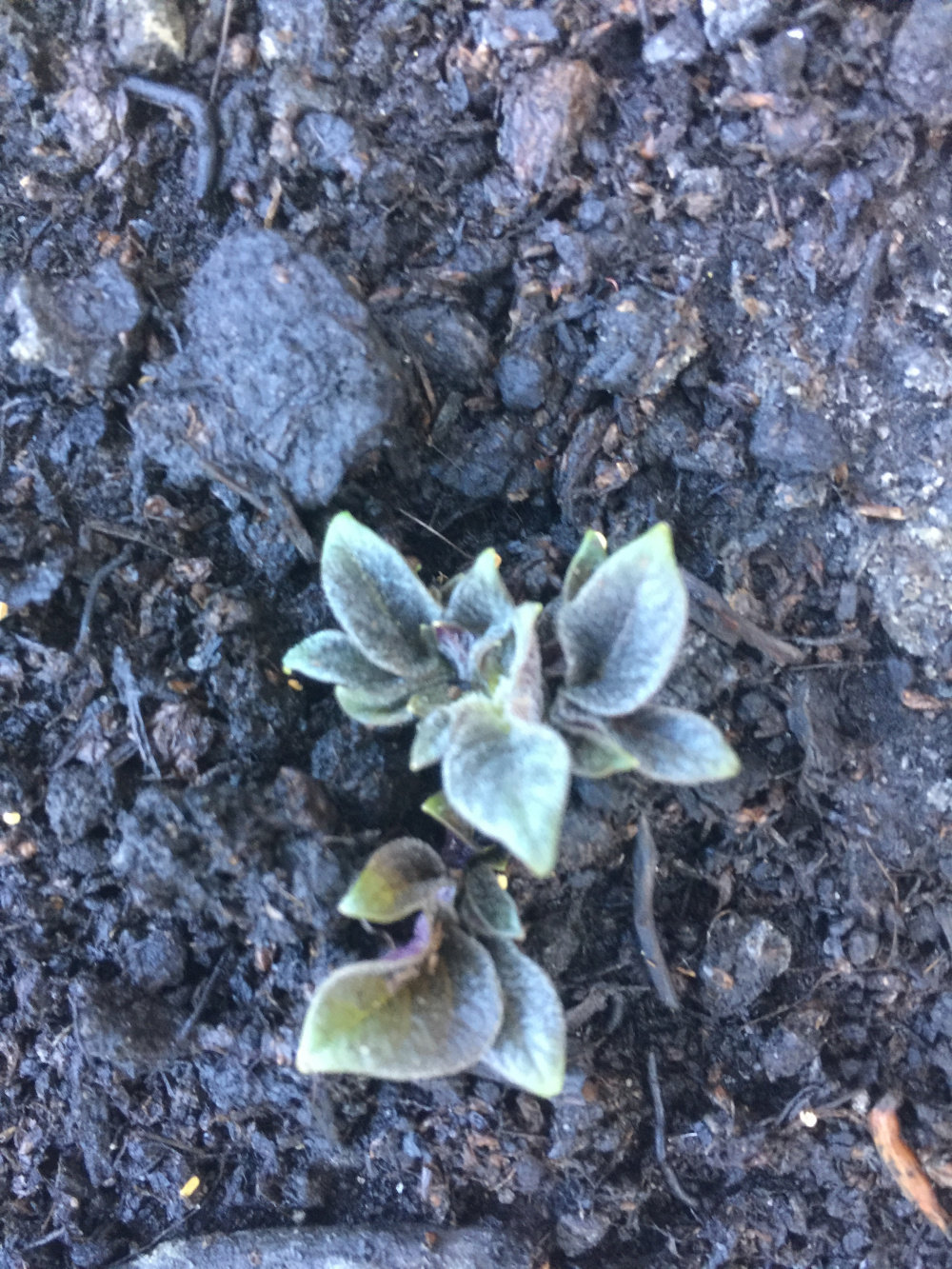 Black potato leaves — BBC Gardeners' World Magazine