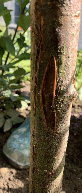 Rowan Tree Suspected Fire Blight Bbc Gardeners World Magazine