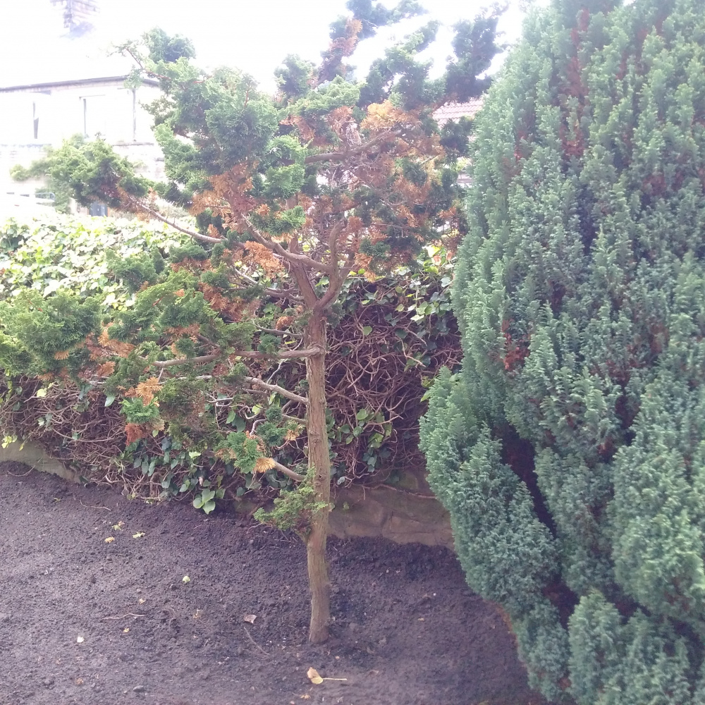 Help please, conifer going brown — BBC Gardeners' World Magazine