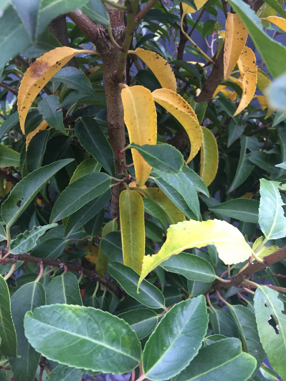 Yellowing Portuguese laurel — BBC Gardeners' World Magazine