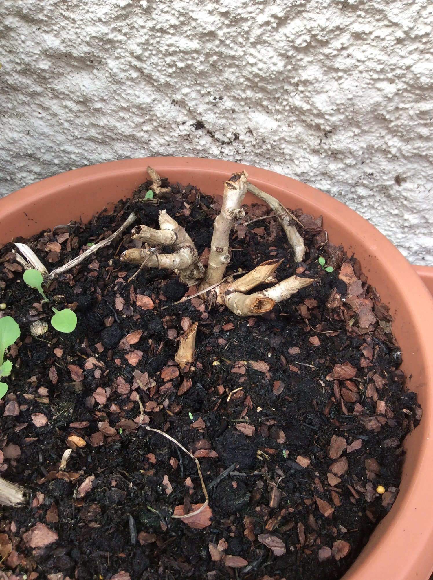 Dead Geraniums? — BBC Gardeners' World Magazine