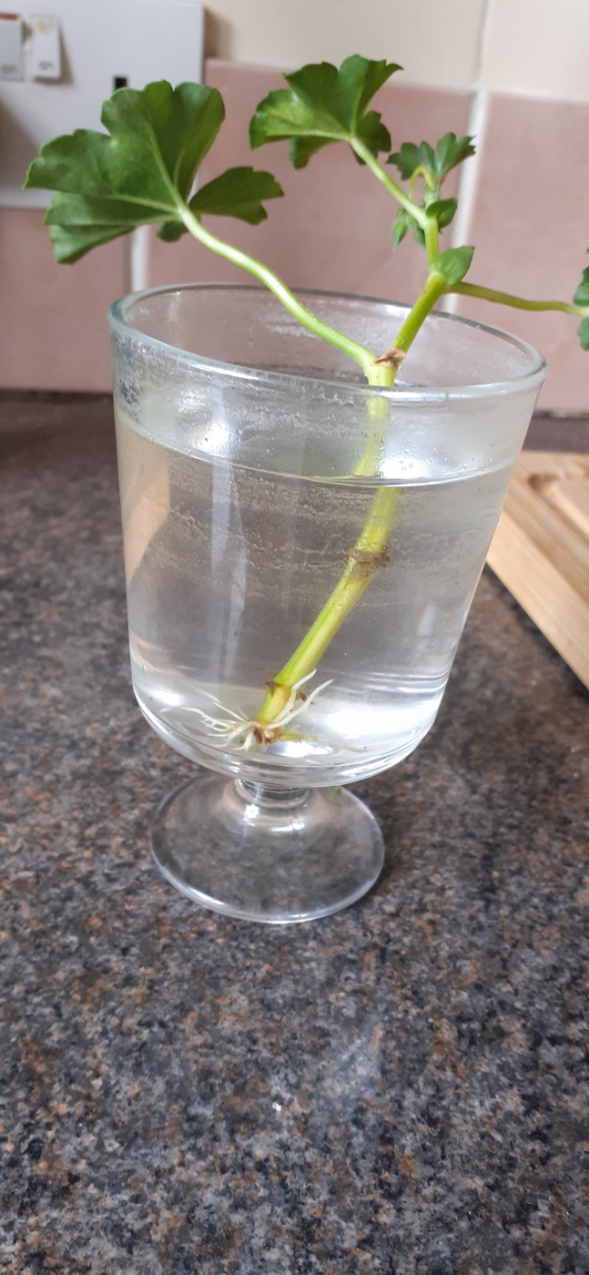 Plants that root in water Page 33 — BBC Gardeners' World Magazine