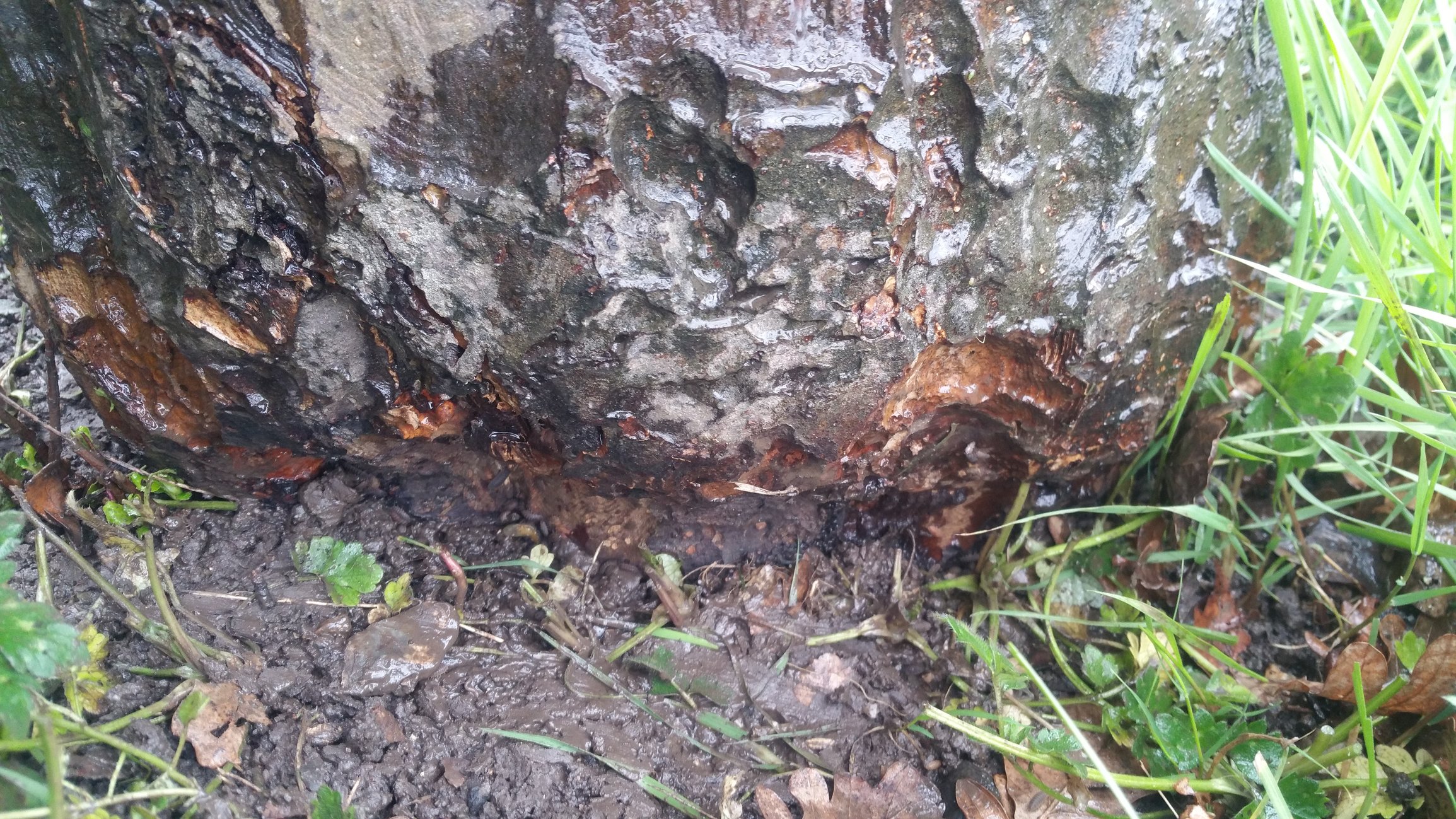 Apple tree trunk rot? — BBC Gardeners' World Magazine