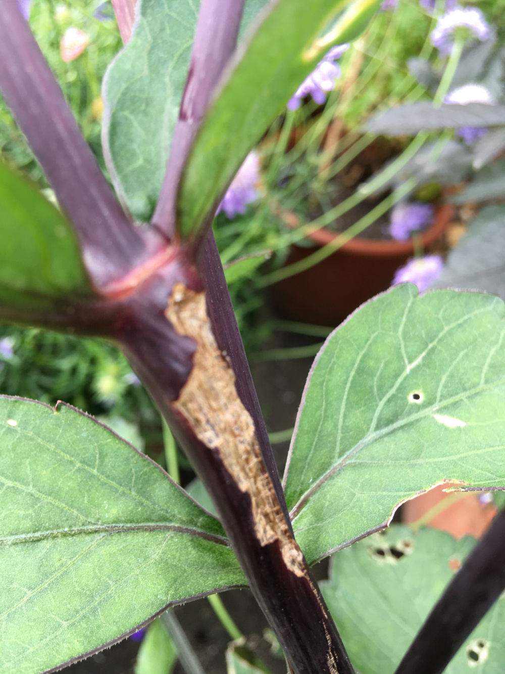 What's been eating my dahlia? — BBC Gardeners' World Magazine